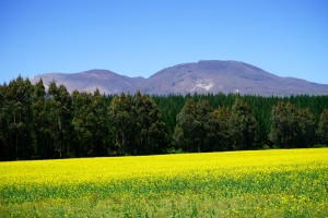 Mount Tongariro Among Buttercups