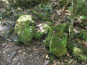 IMG_3104