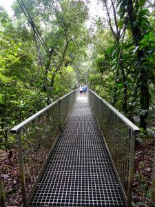Suspension Bridge at Mossman Gorge