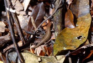 Mossman Gorge Skink