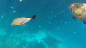 Frame-10-07-2016-11-29-26