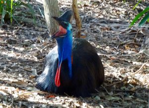 The Cassowary!