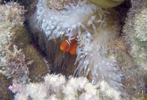 Frame-31-07-2016-06-28-37