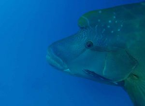 Frame-31-07-2016-06-54-40