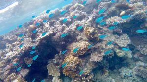 Frame-31-07-2016-07-48-27