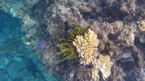 Frame-31-07-2016-07-52-14