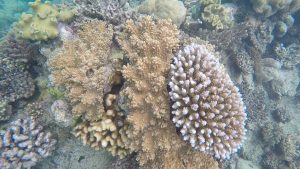 Frame-31-07-2016-07-59-49