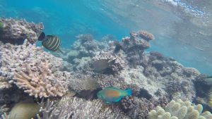 Frame-31-07-2016-08-00-33