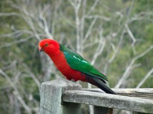Australian King-Parrot