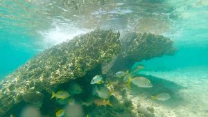 frame-09-10-2016-09-56-51